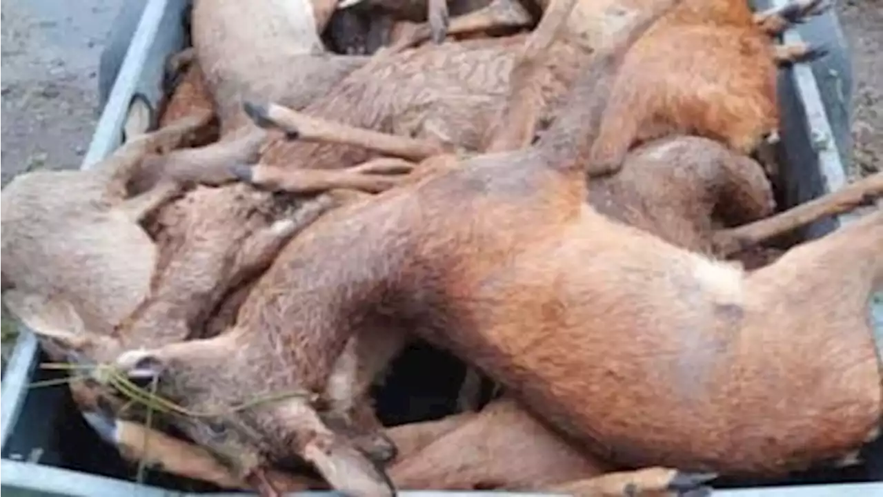 Störche, Pferde, Rehe: Wildtiere in Bayern vom Hagel erschlagen