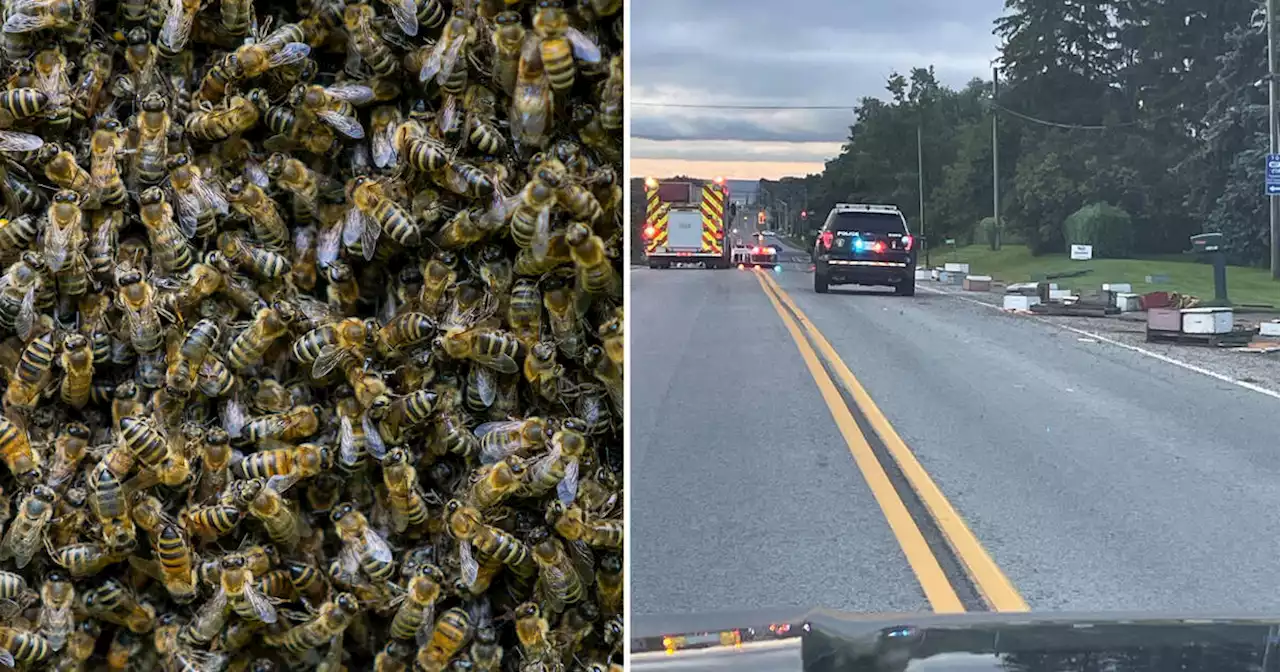 Swarm of five million bees on the loose in Ontario after falling off truck