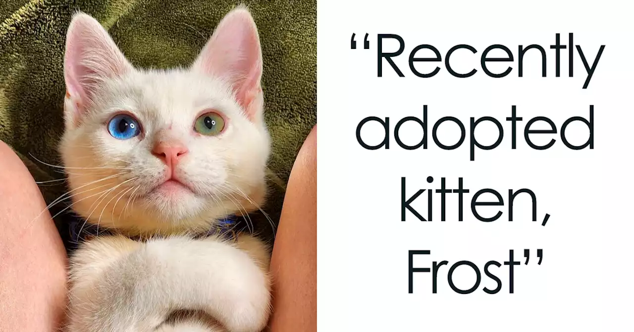 It’s Time For The Most Adorable Pet Adoption Pics This Month (August Edition)