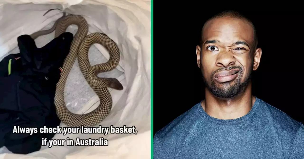 'I'd move out in two minutes': Netizens freaked out by snake in clothing basket