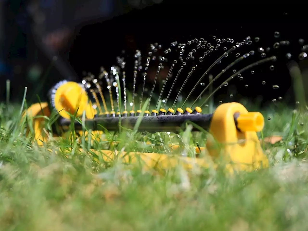 Everything Calgarians need to know about landscaping during a drought