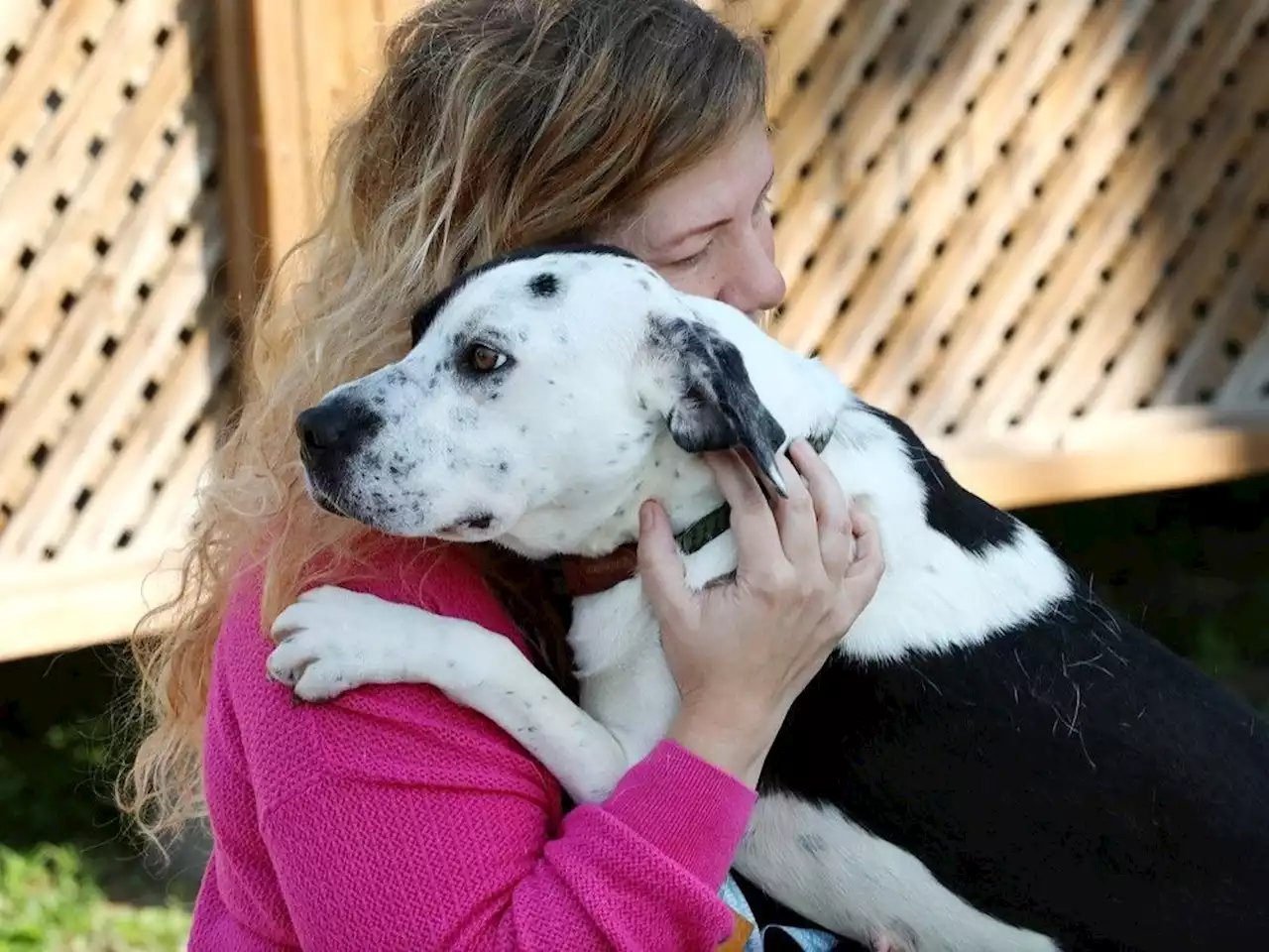 Pushed to the limits, Edmonton animal centre halting intake of healthy dogs