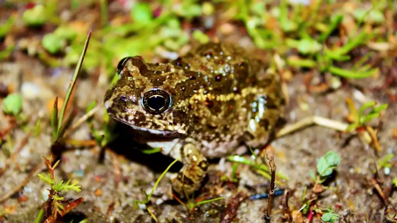 Don't let conservation efforts croak: Join the Frog Flair Night Walk