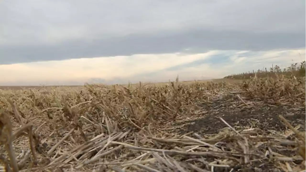 Alberta wheat production expected to fall 16% after hot, dry summer