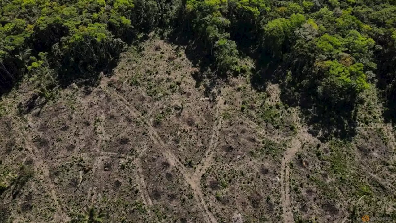 Denmark to donate US$22 million to Brazil's Amazon Fund to fight deforestation