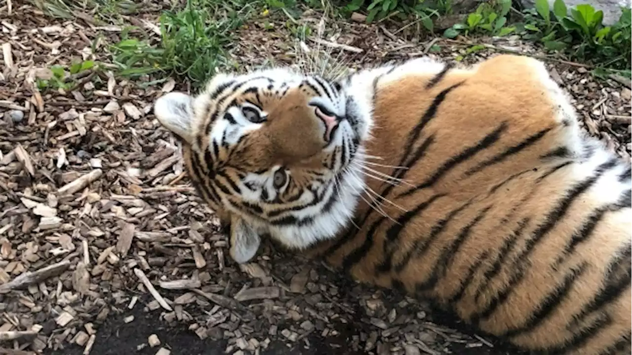 Former Toronto Zoo tiger Mila dies after anesthesia accident in Colorado