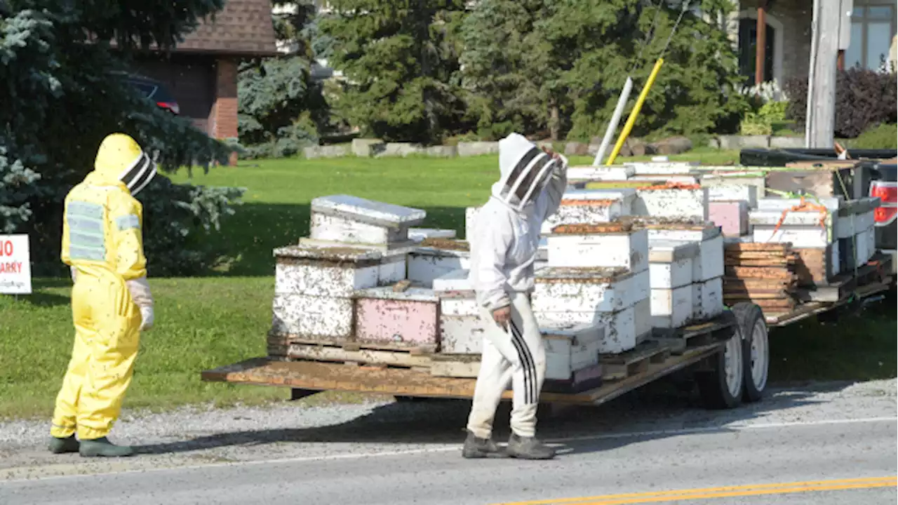 Local beekeepers help police catch millions of bees that were accidentally set free in Burlington