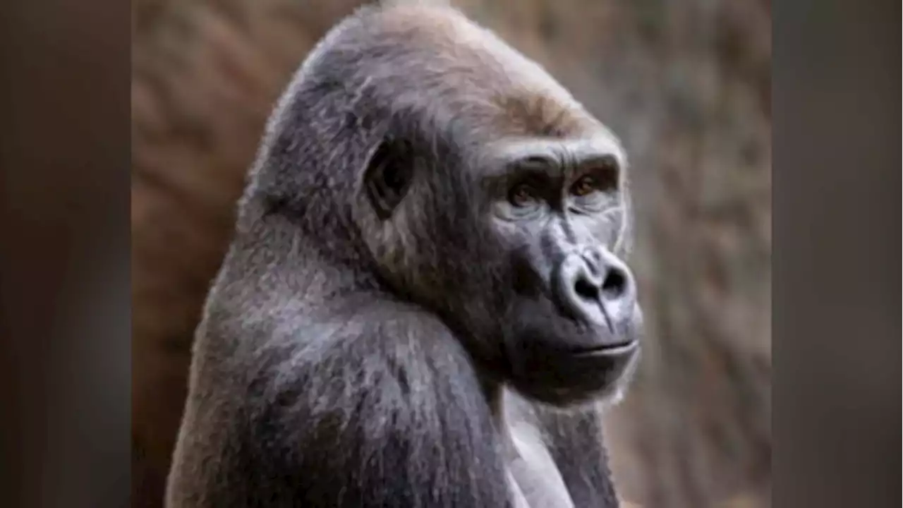 Toronto Zoo gorilla now engaging in normal activities after cutting down screen time