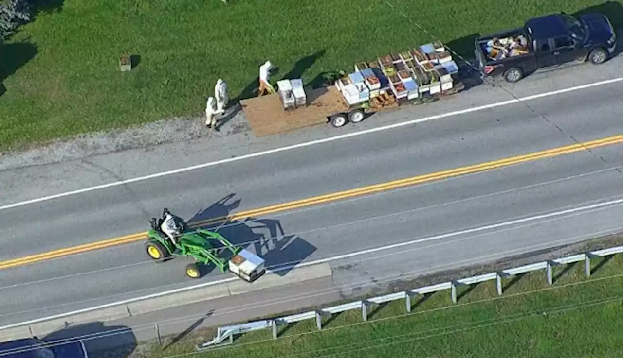 Video shows police, beekeepers working to contain millions of bees that fell off truck in Burlington