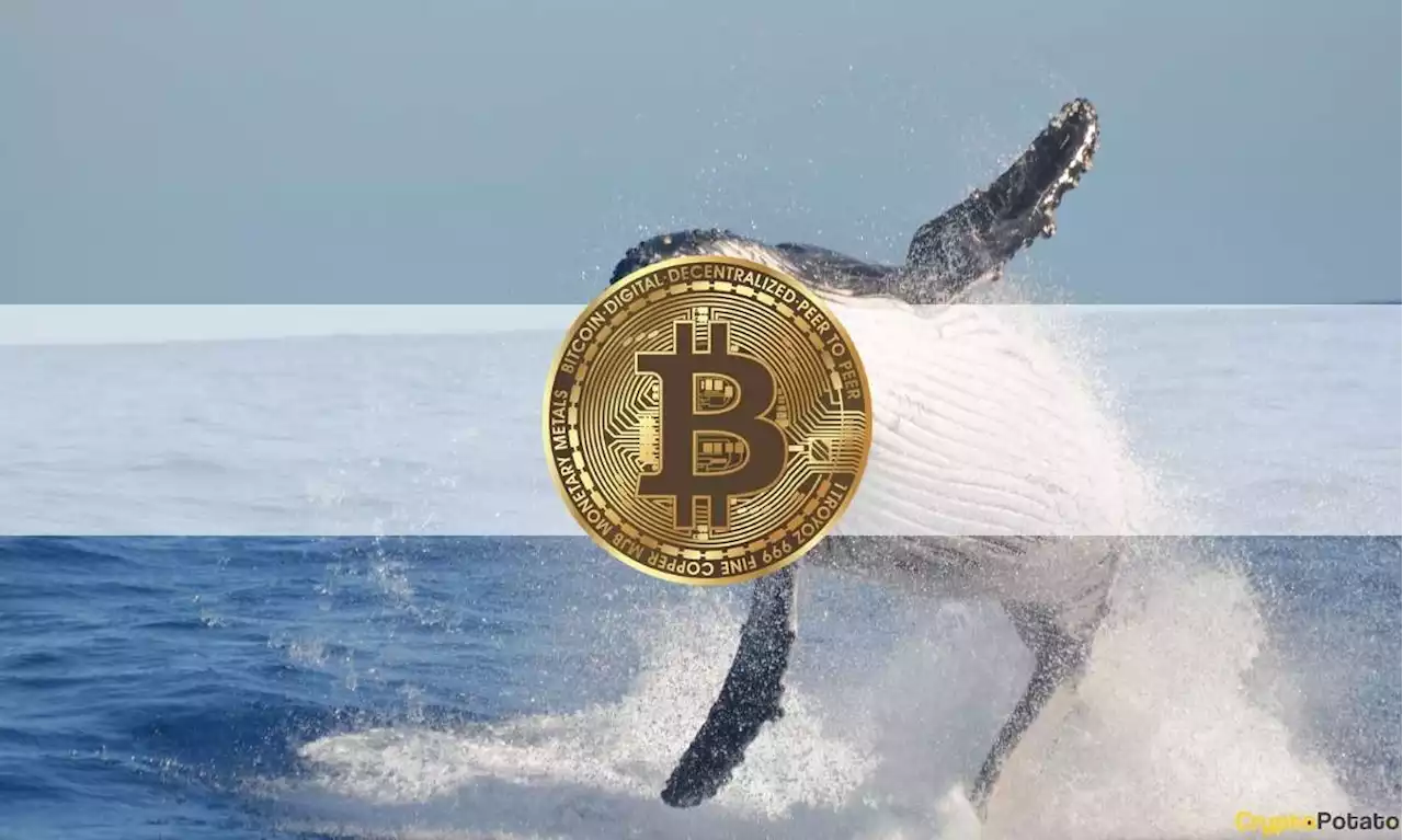 Bitcoin Whales, Sharks 'Handsomely Rewarded' After Grayscale's Victory Against SEC: Data