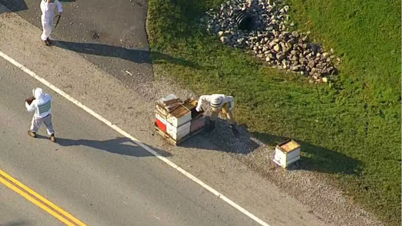 Load of 5 million bees falls off truck near Toronto; drivers warned to close windows