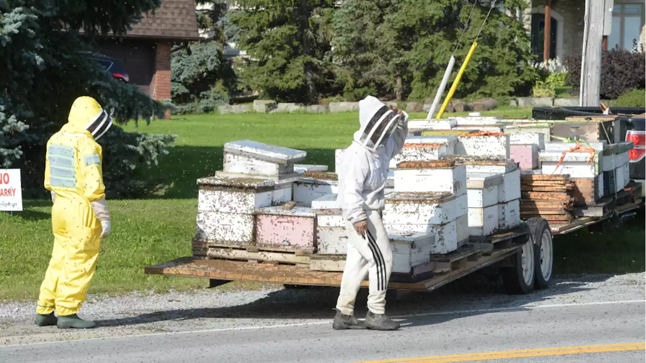 Local beekeepers help police catch millions of bees that were accidentally set free near Toronto