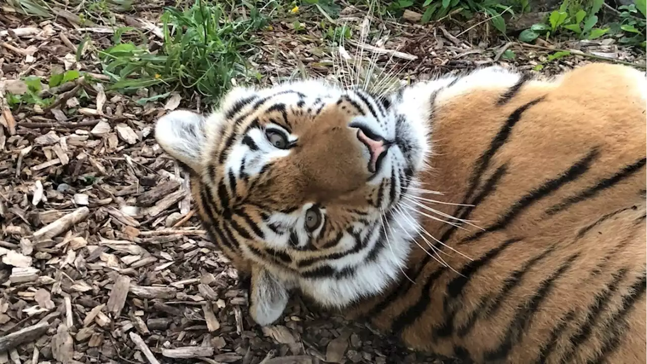 Tiger born at the Toronto Zoo dies in 'freak accident' involving anesthesia