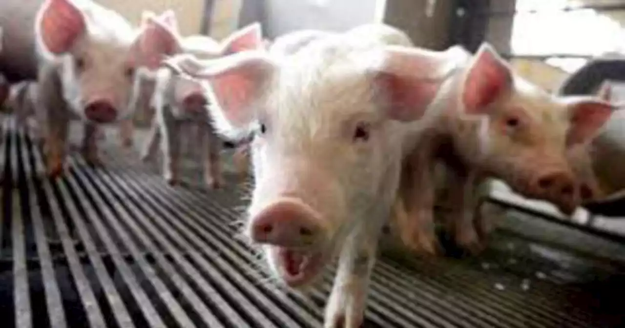 Busybody California is behind the spike in pork prices