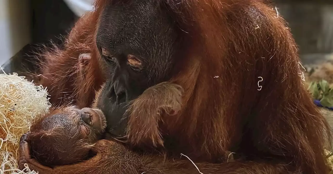 A Sumatran orangutan has just been born at the Denver Zoo and it might the cutest thing we’ve ever seen