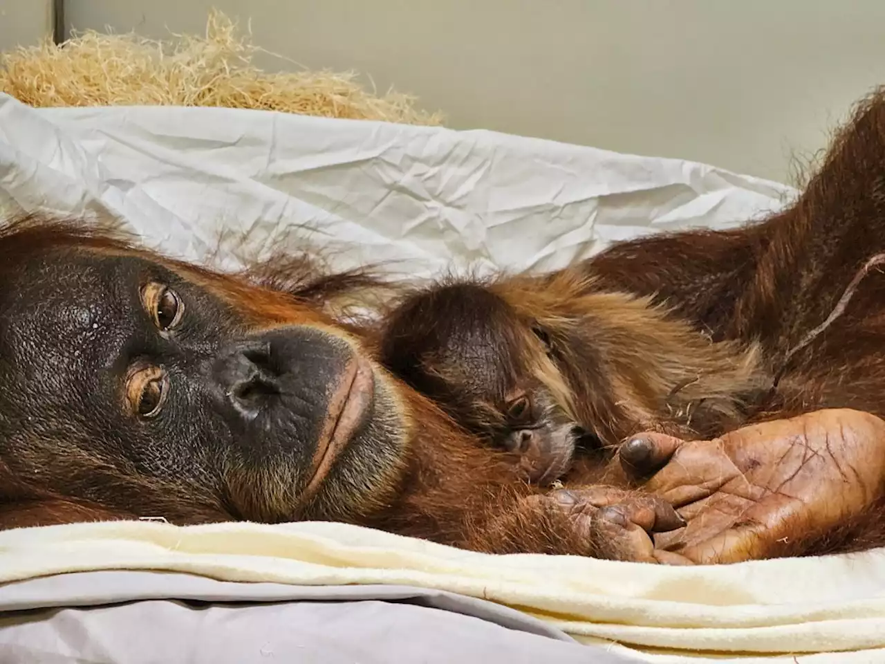 Denver Zoo welcomes newborn orangutan, wonders who’s the daddy