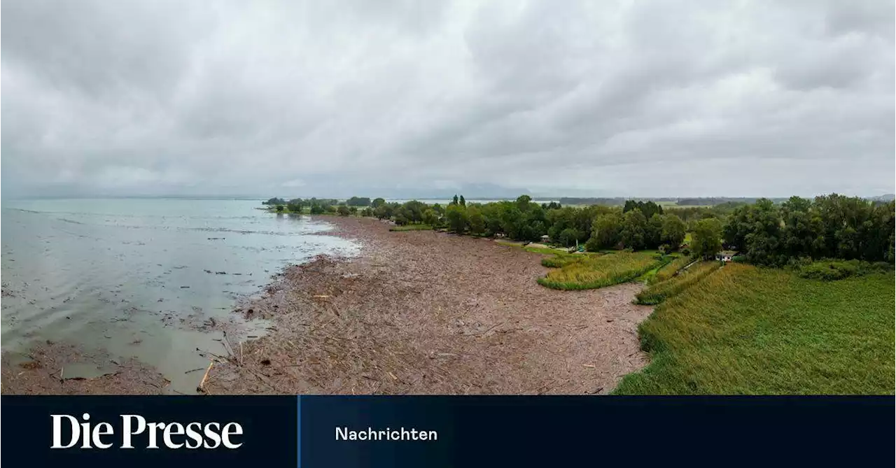 Hochwasser erzeugt „Holzteppich“ an Vorarlberger Seeufer