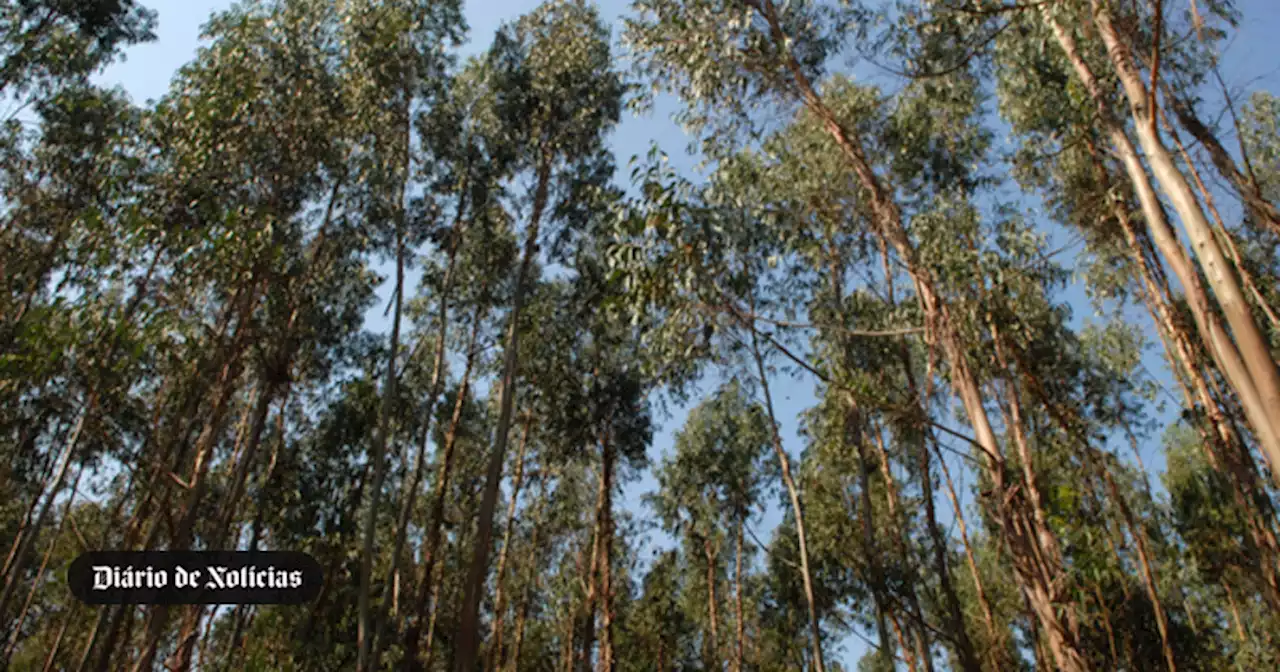 Cidadãos convocam para domingo protestos em sete concelhos ″pela floresta do futuro″