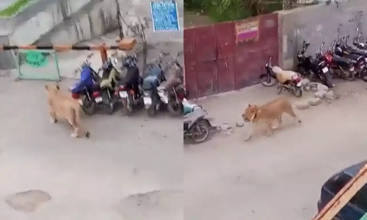 En video: león se escapa en medio del tráfico de la ciudad paquistaní de Karachi