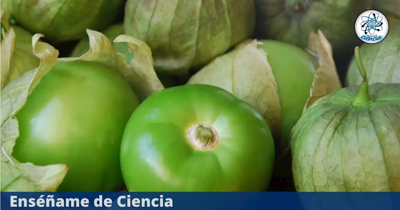 El truco infalible para elegir los mejores tomates verdes en el mercado