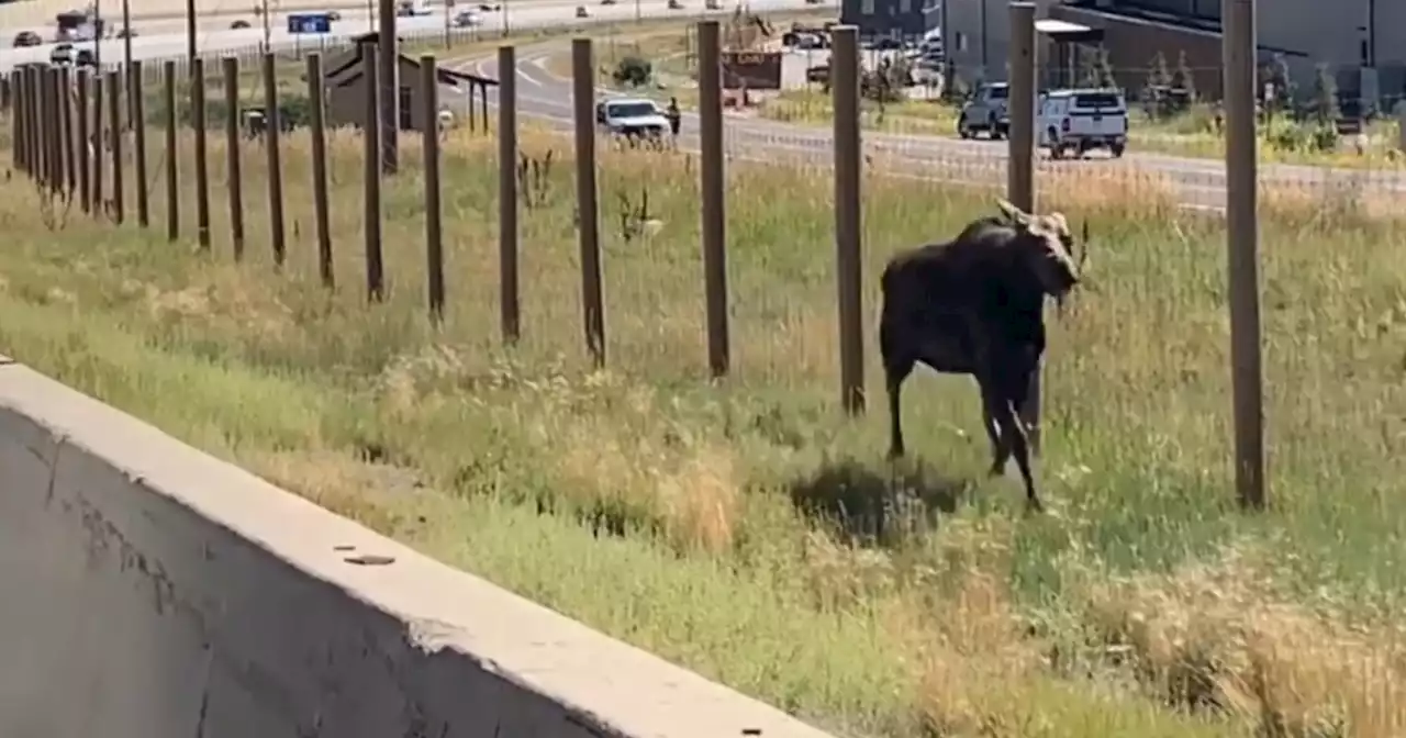 Moose safely moved away from busy Parleys Canyon highway