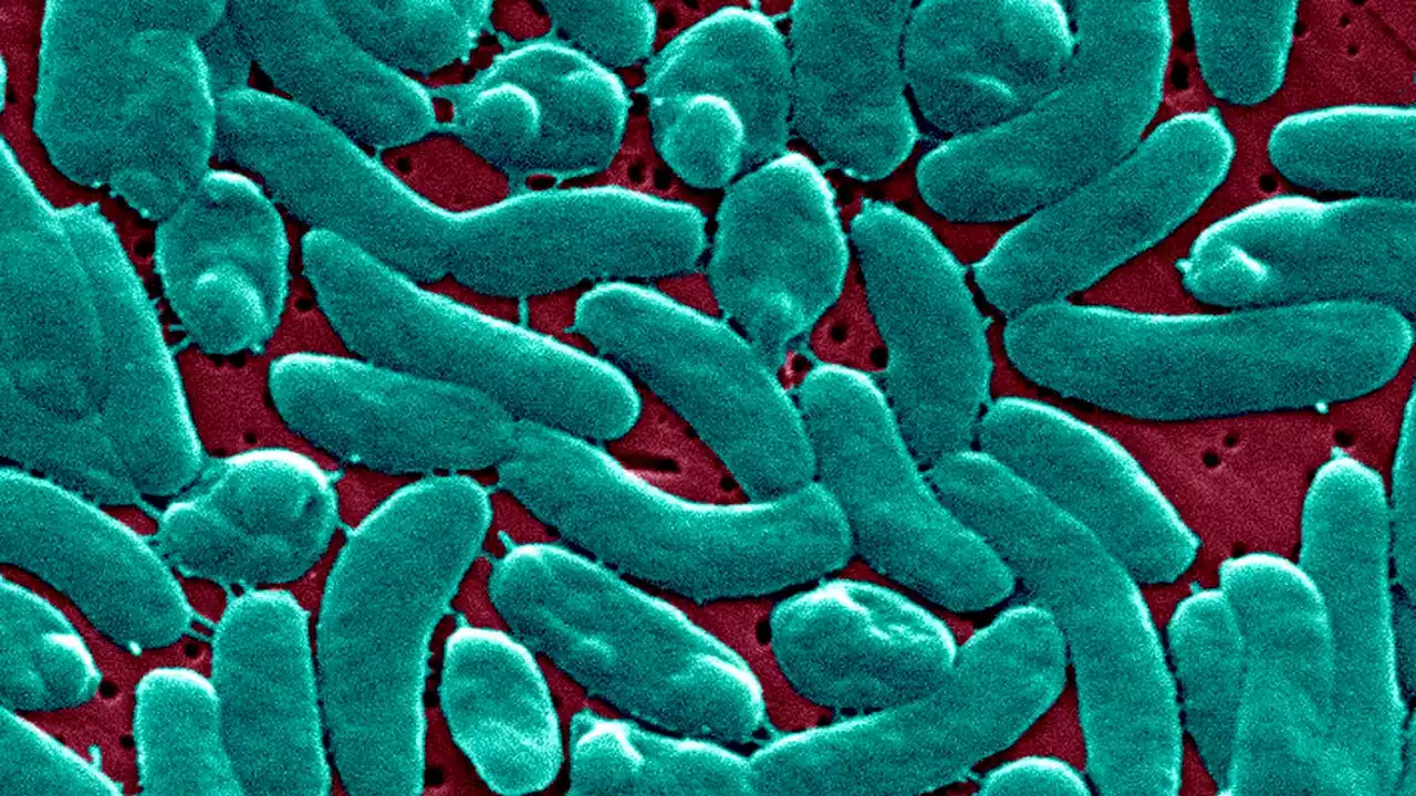 Two Connecticut deaths linked to bacteria found in raw shellfish
