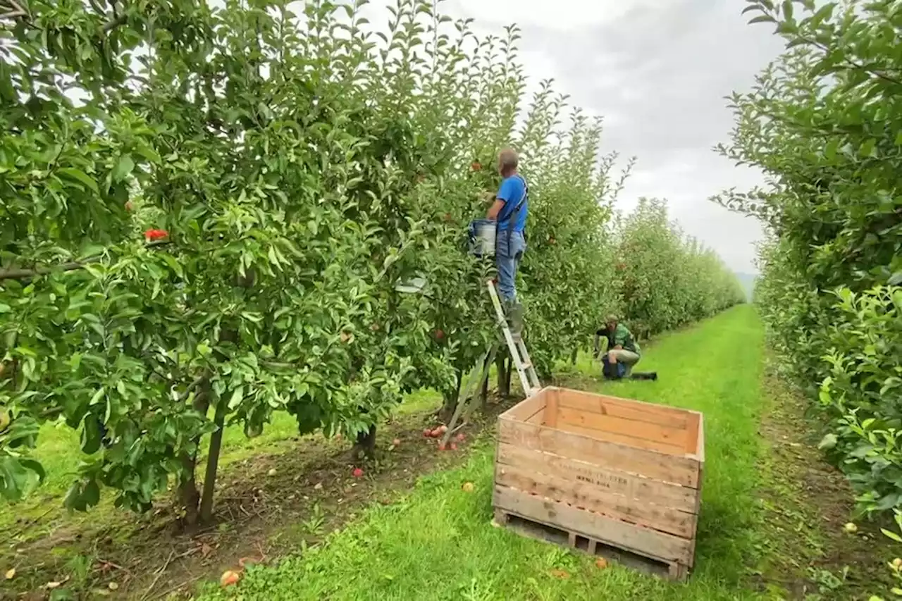 Agriculture : mauvais cru pour la récolte des pommes 2023