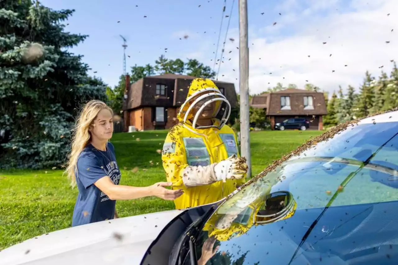 Drivers told to close windows after five million bees fall off lorry