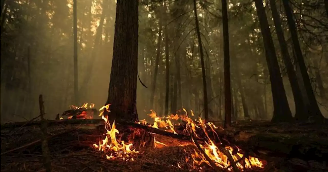 Winds in B.C.’s Interior affecting wildfire fight