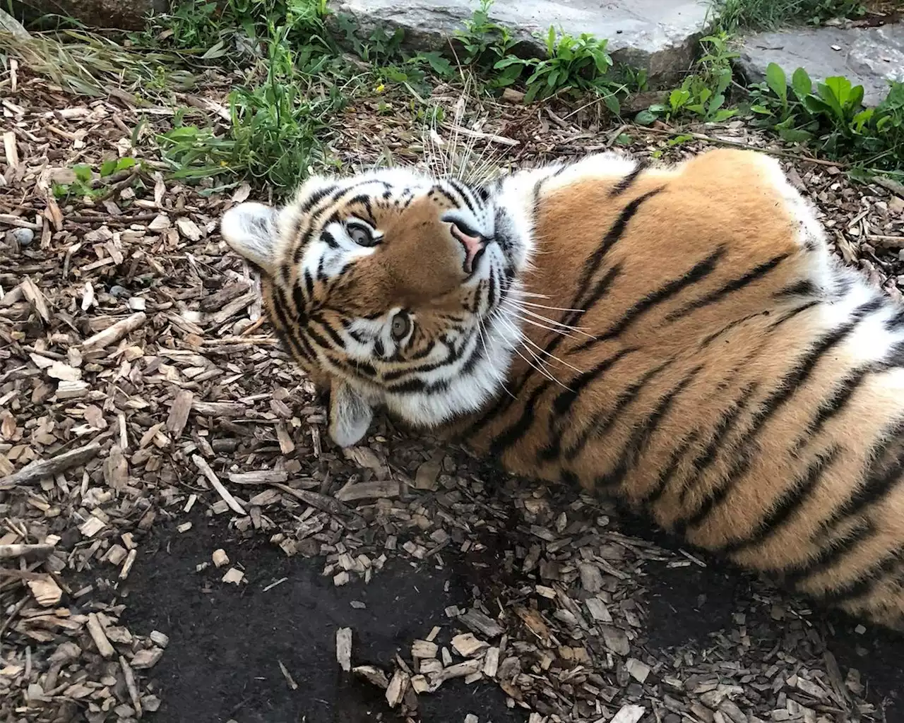 Former Toronto Zoo tiger Mila dies after anesthesia accident in Colorado