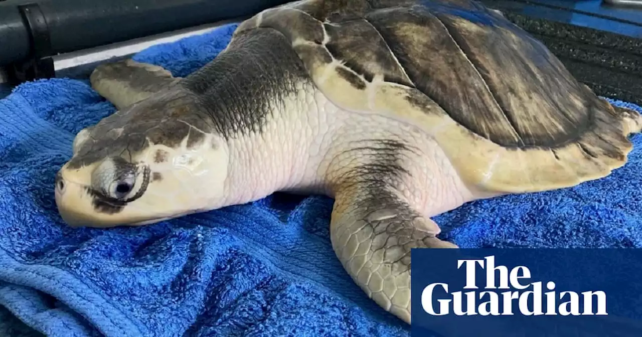 Rare sea turtle swept across Atlantic to Welsh beach flies home to Texas