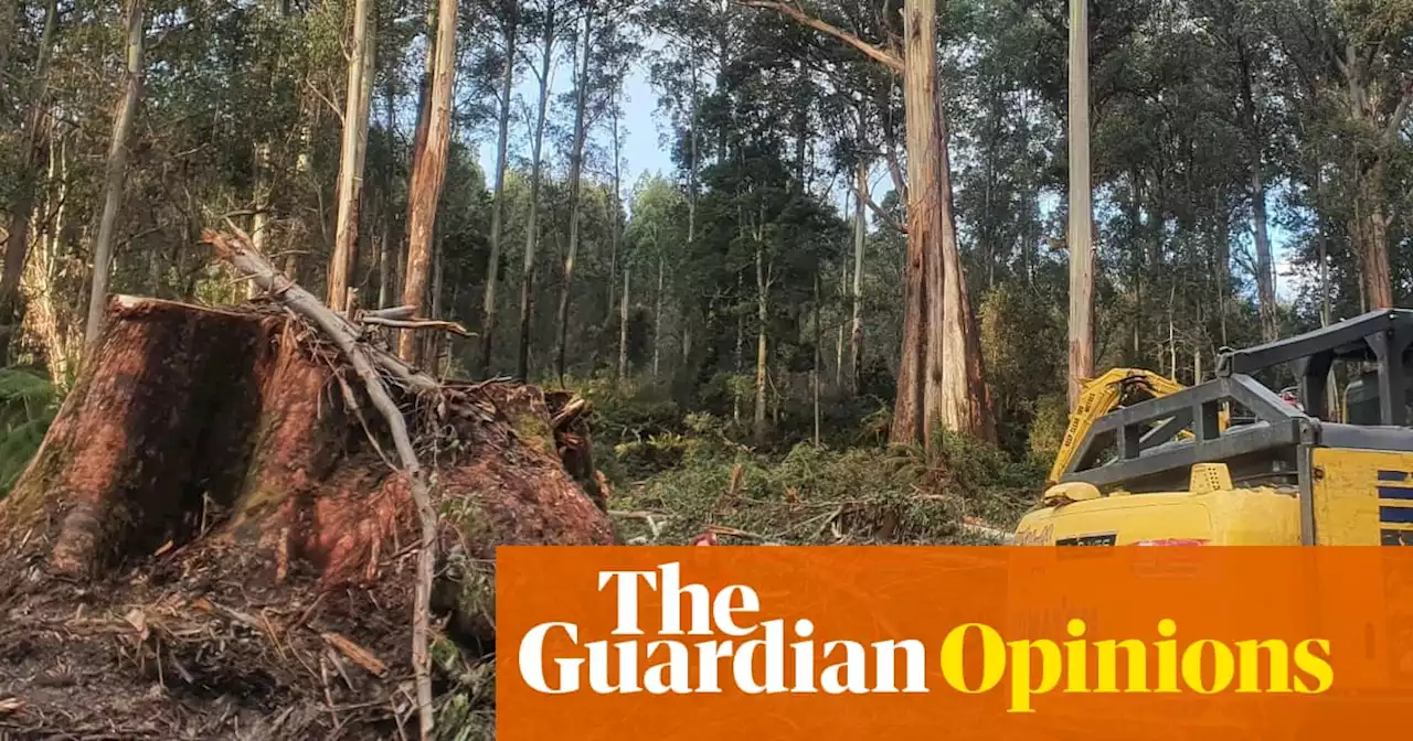 The massacre of Tasmania’s forests could be stopped at any time. Where are Australia’s leaders?