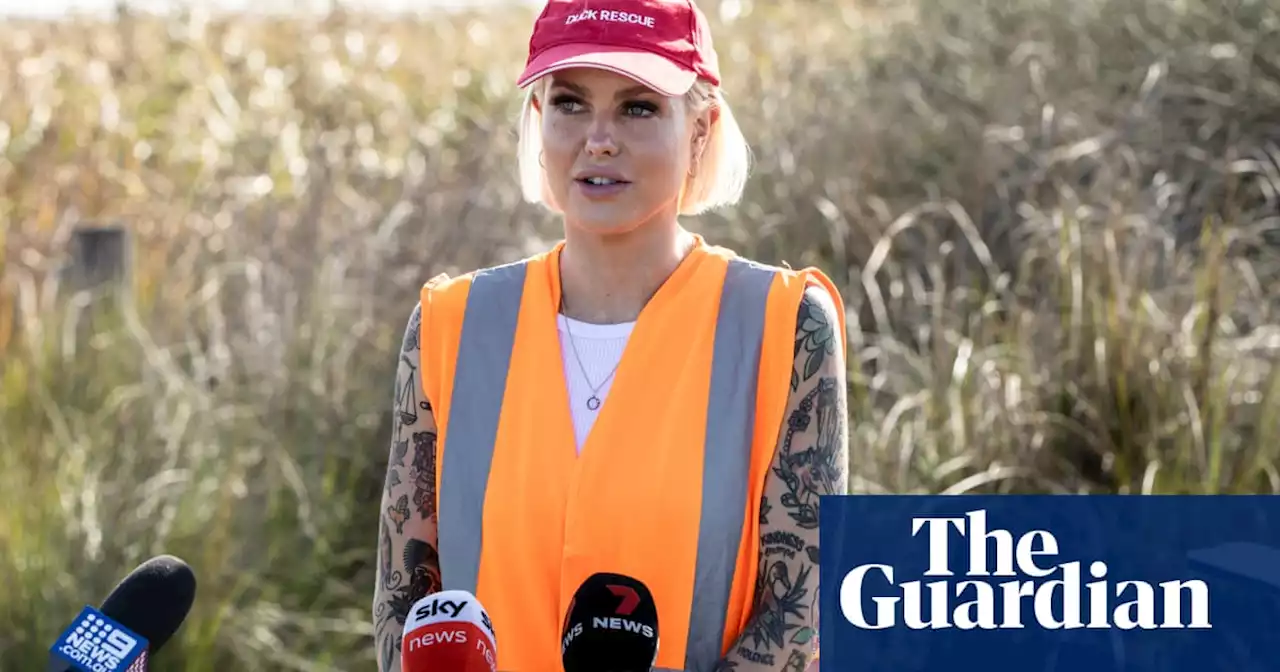 Victorian inquiry to recommend state ban on duck hunting amid union backlash