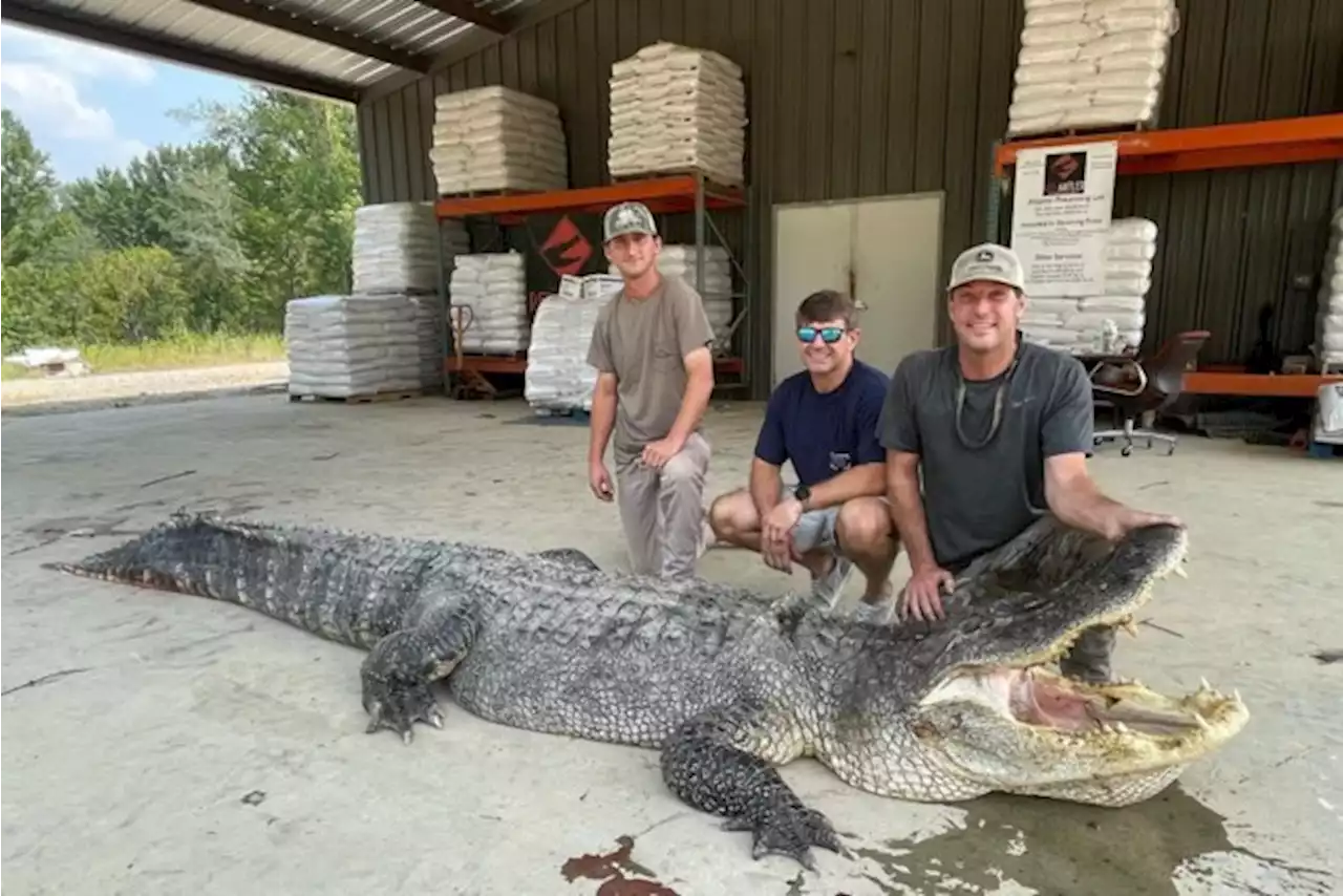 Recordbrekende alligator gevangen in VS: kop zo groot als romp van man