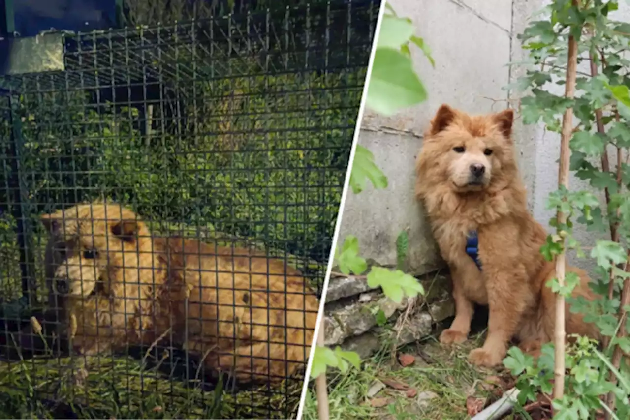 Vermiste hond Lou weer terecht na maand rondzwerven: “Zelfs de dierenarts vond het ongelooflijk dat ze nog steeds gezond was”