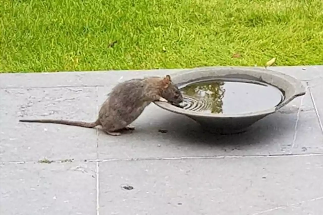 Zoerselse ratten verkeren in topvorm, en dat komt door de vakantievoorraden in kippenhokken