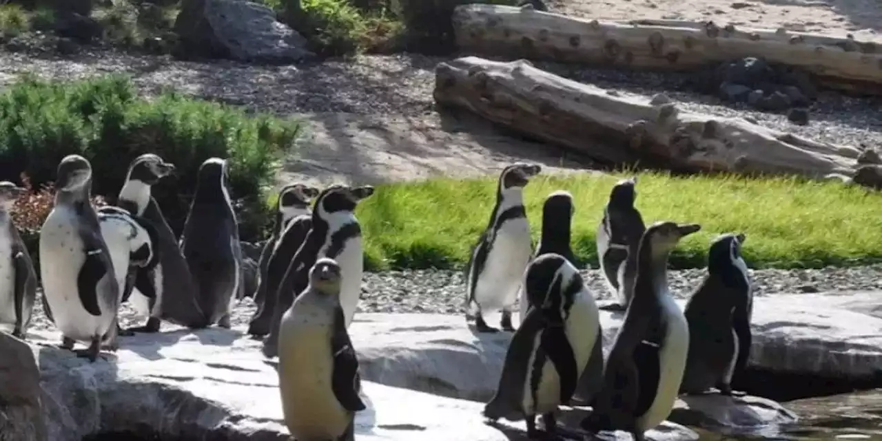 Pinguin in Zoo geköpft – nun ermittelt Kriminalpolizei