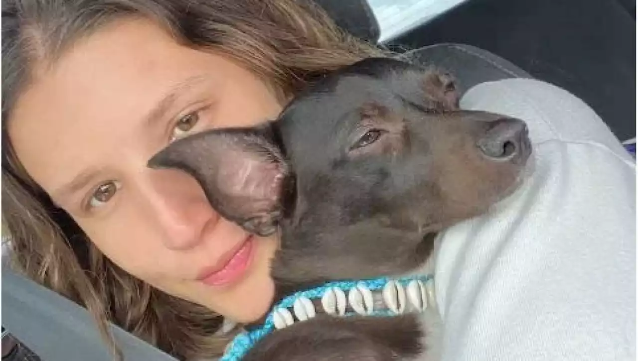 'Mi hanno perso il mio cane nell'aeroporto più trafficato del mondo'. Ragazza disperata: 'Ridatemi la mia Maia, vivo un incubo'