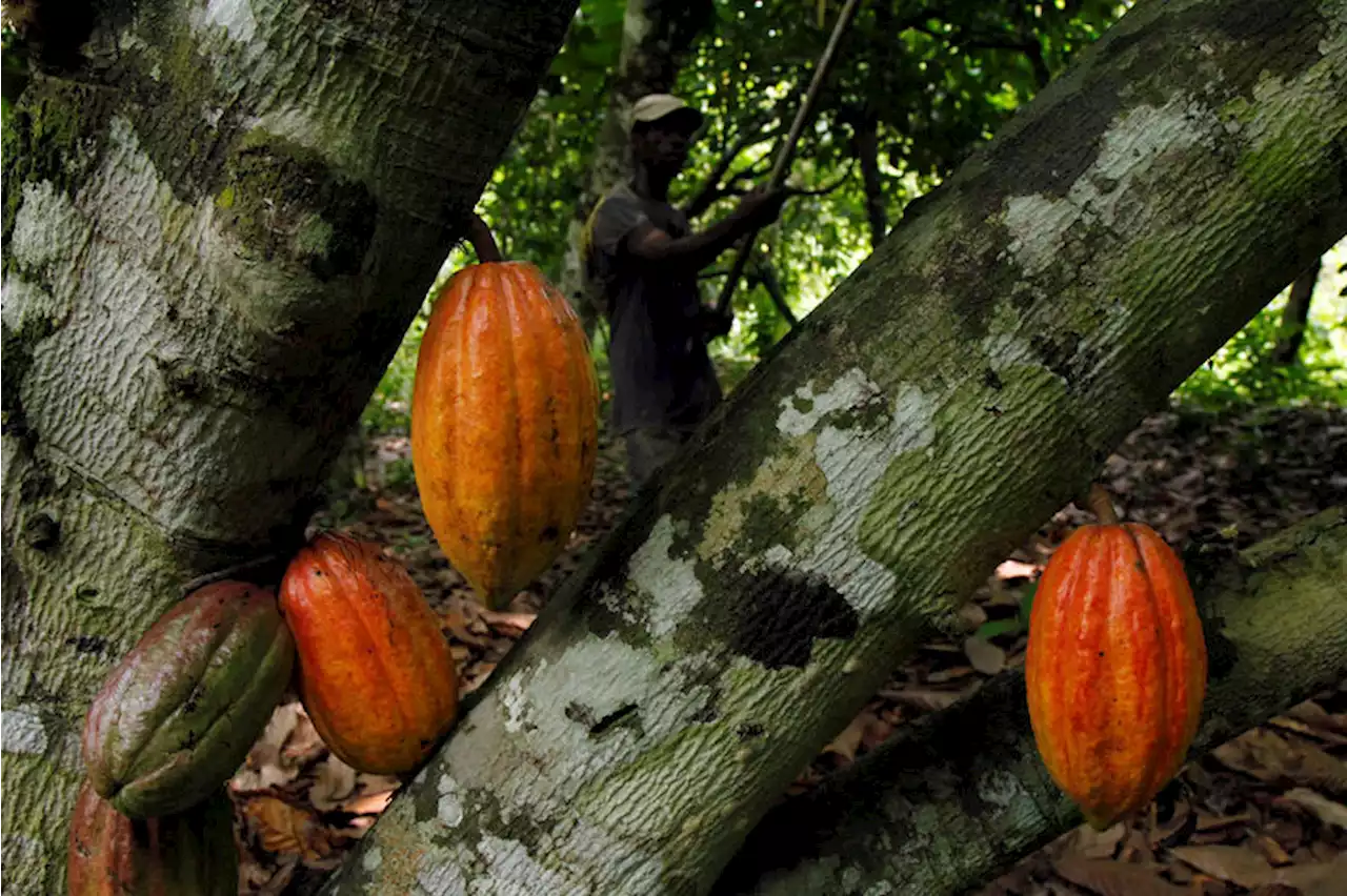 Cocoa at 12-year high on post-COVID demand boom, bad crop weather By Investing.com