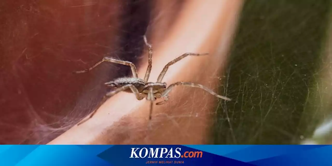 6 Cara Mengusir Laba-laba Secara Alami, Bisa Pakai Bumbu Dapur