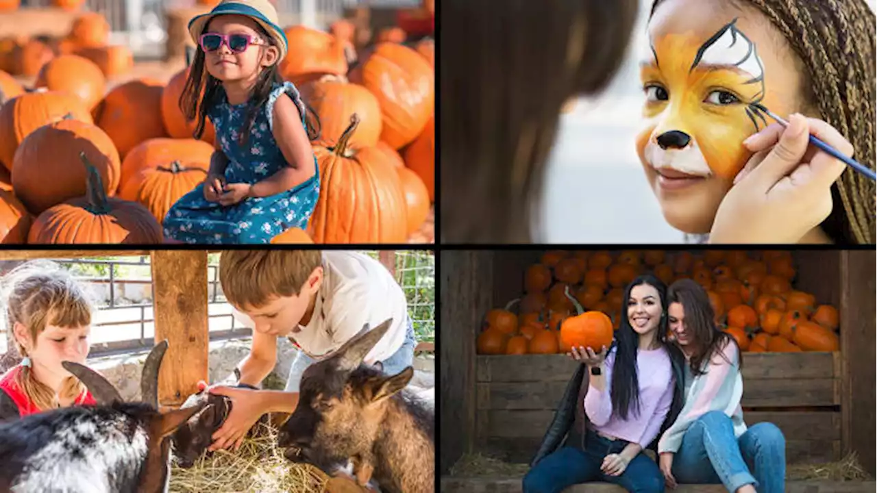 Dripping Springs Pumpkin Festival kicks off in September, finds new home for 2024