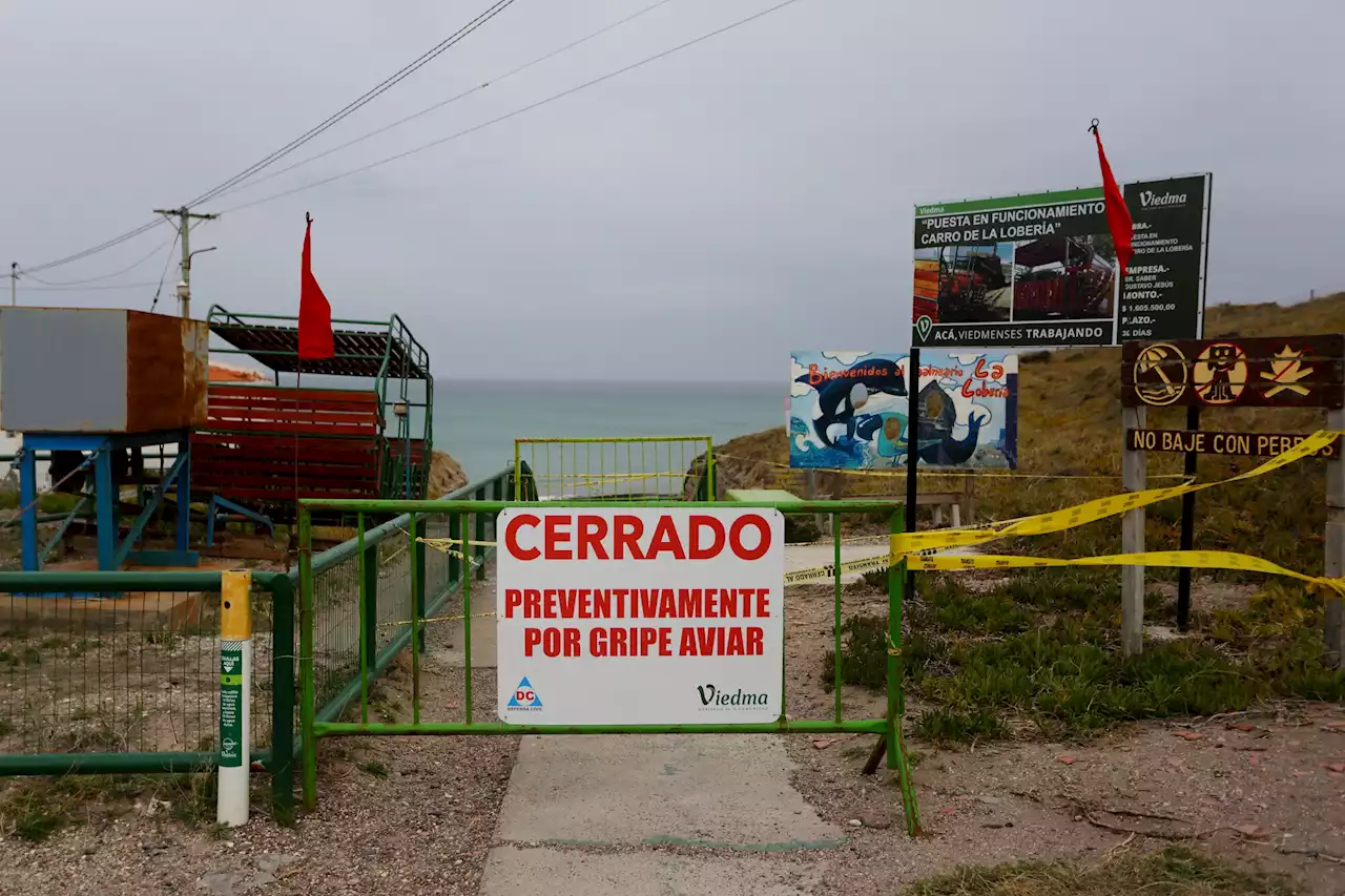 Drástica decisión: cierran una playa por la confirmación de gripe aviar en lobos marinos