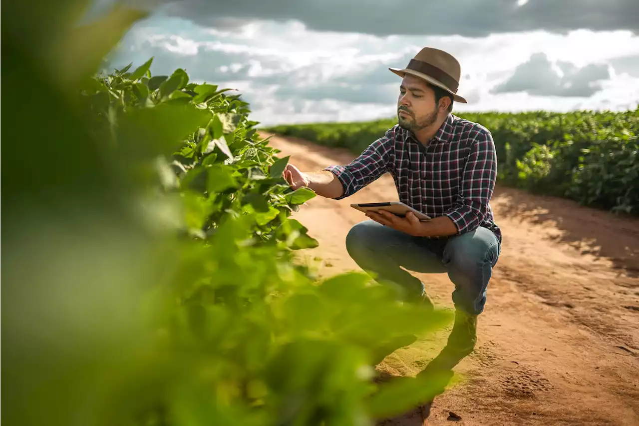 Los ingenieros agrónomos ganan en el país casi la mitad de lo que se cobra en el exterior