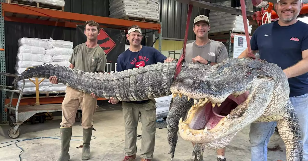 Longest alligator in Mississippi history captured by hunters