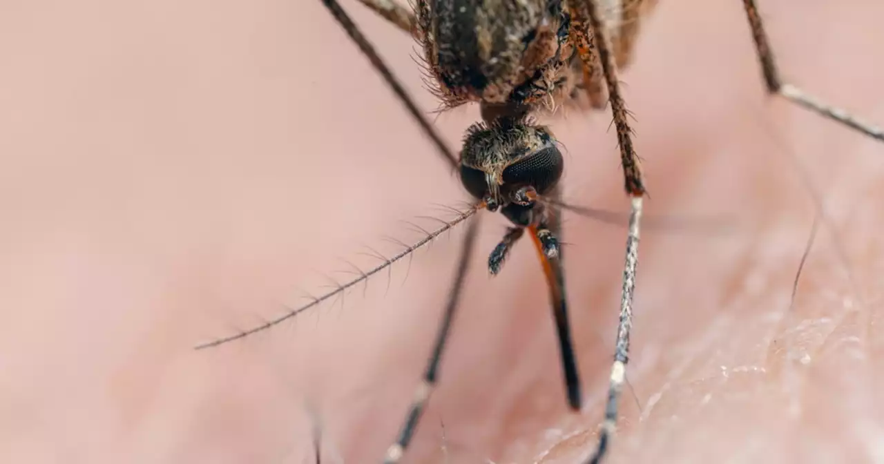 Matteo Bassetti e la febbre Dengue: 'Zanzare in Italia, qual è il vero rischio'