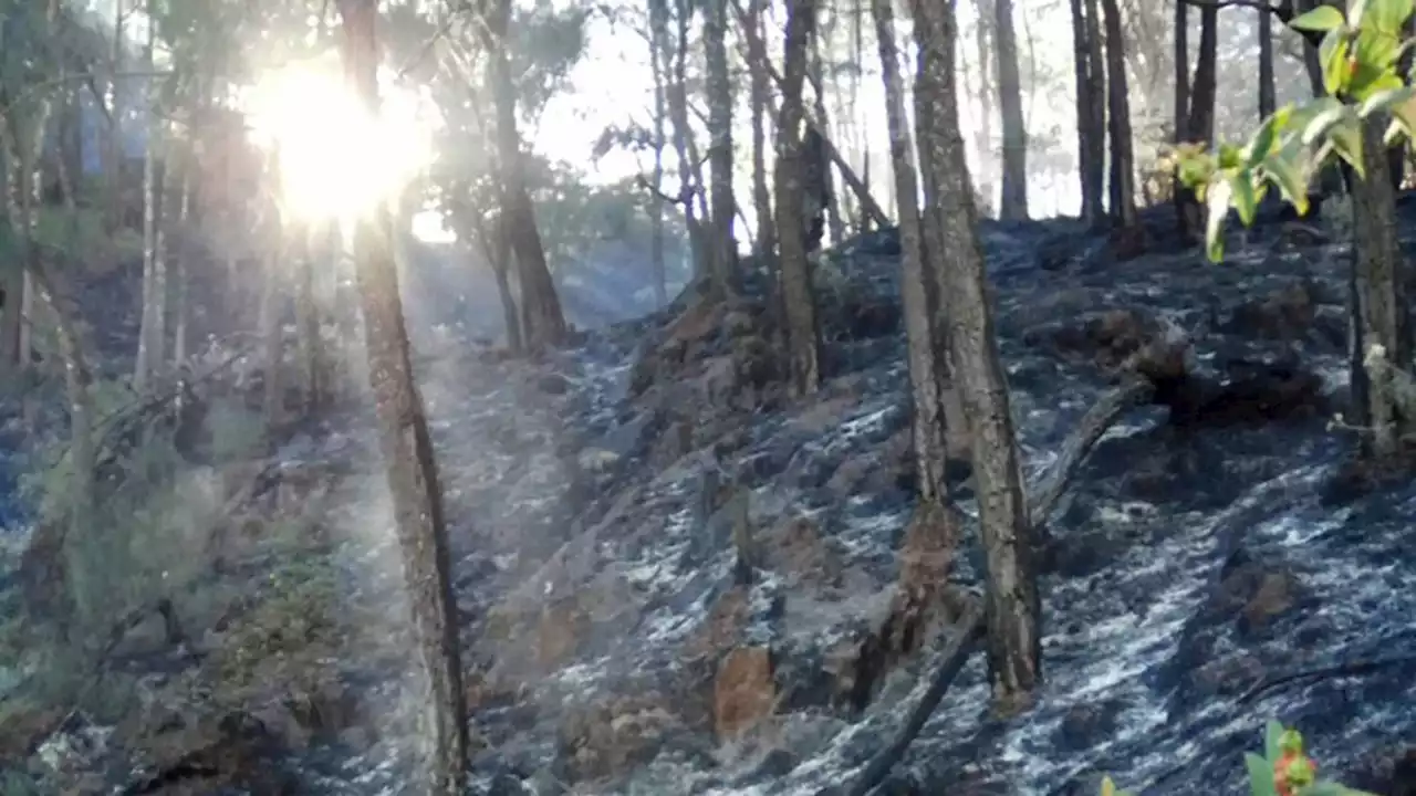 Polisi Identifikasi Pemburu Liar yang Sengaja Bakar Semak Penyebab Kebakaran Hutan dan Lahan di Gunung Arjuno