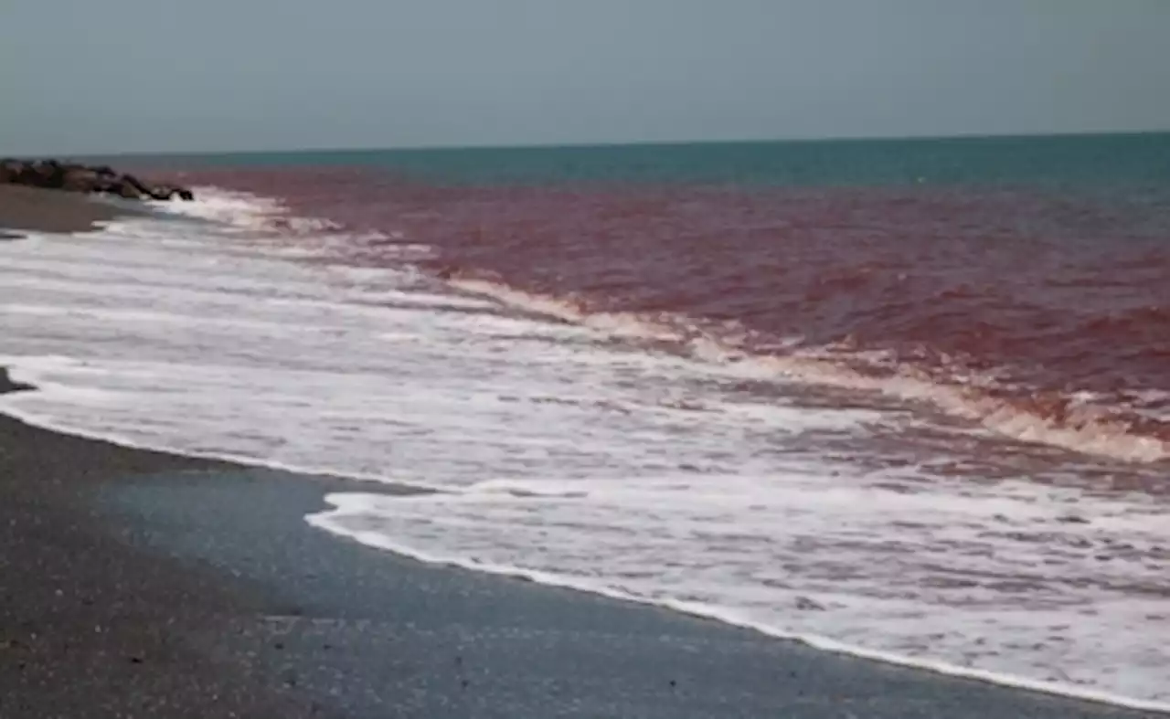 Penang Fisheries Dept monitoring algae species density following red tide phenomenon