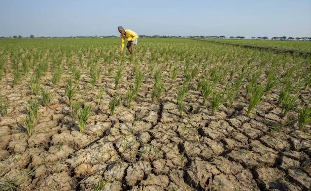 Terancam Gagal Panen akibat Kekeringan, Sawah di Sidoarjo Diasuransikan