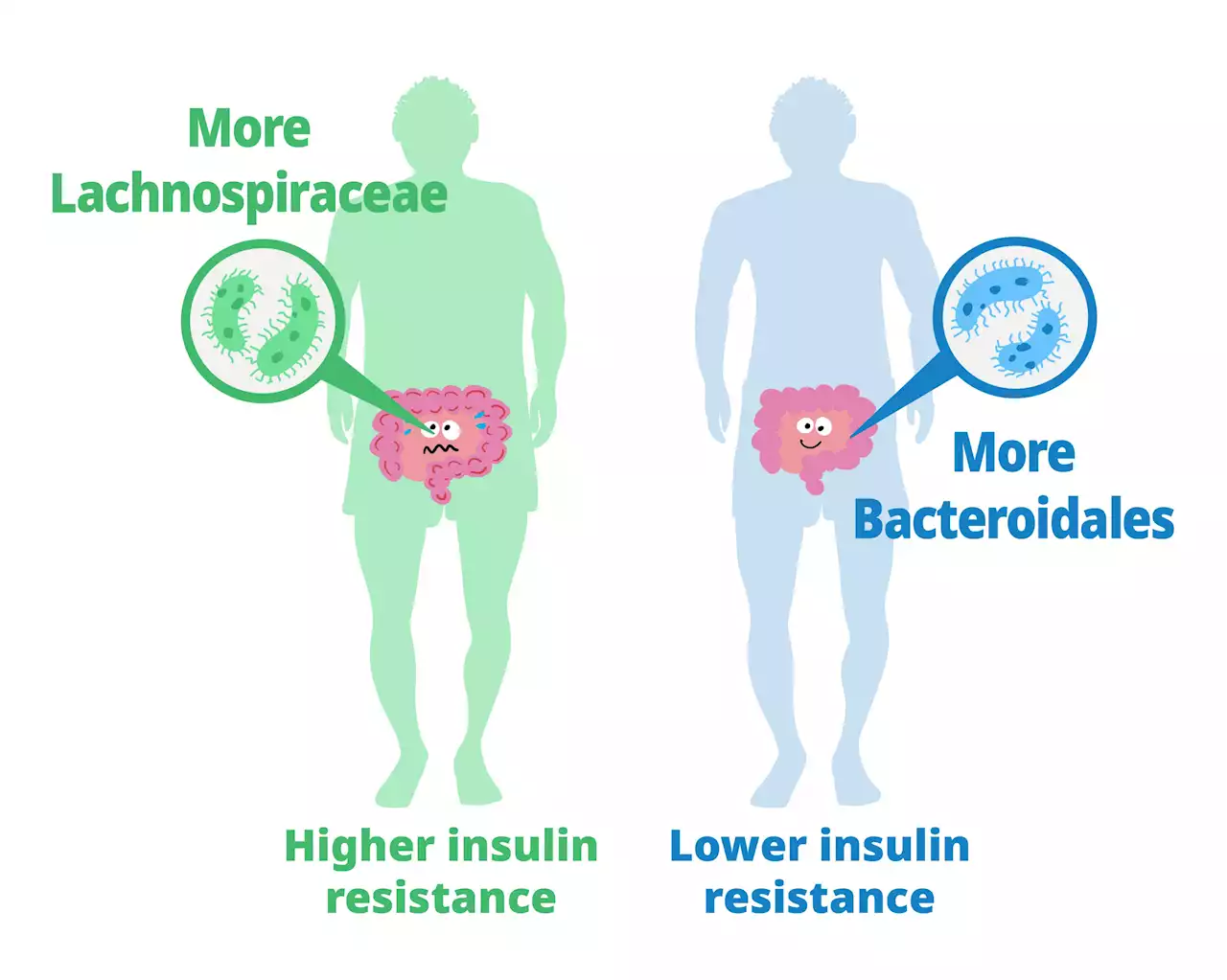 Bacteria treatment may reduce insulin resistance, protect against diabetes