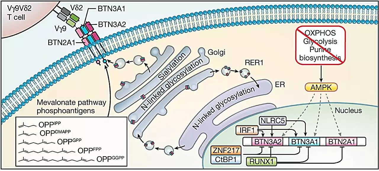 How unique immune cells can recognize and destroy tumors